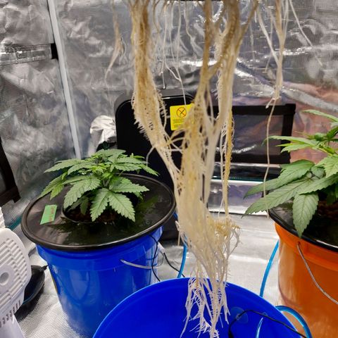 OG kush growlog timeline photo