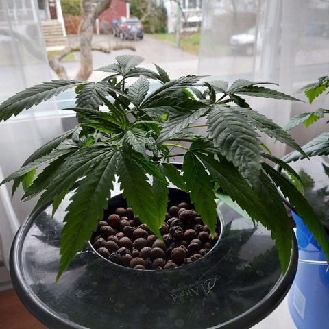 OG kush growlog timeline photo
