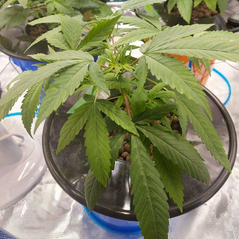 OG kush growlog timeline photo