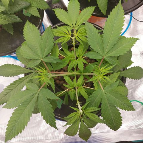 OG kush growlog timeline photo