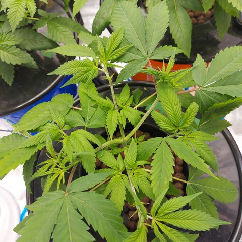 OG kush growlog timeline photo