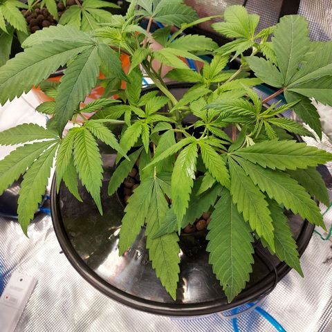 OG kush growlog timeline photo