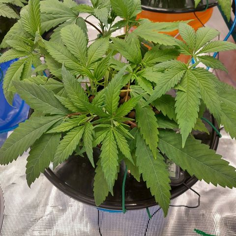 OG kush growlog timeline photo