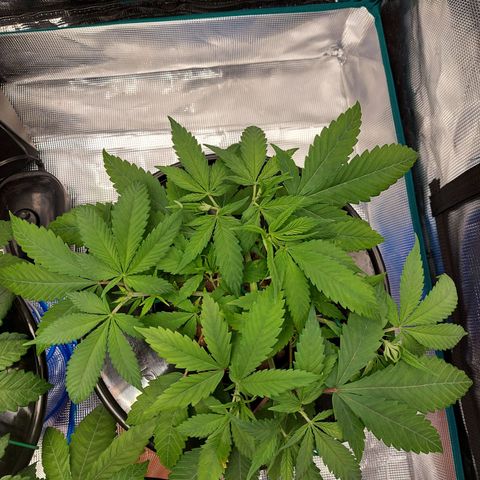 OG kush growlog timeline photo