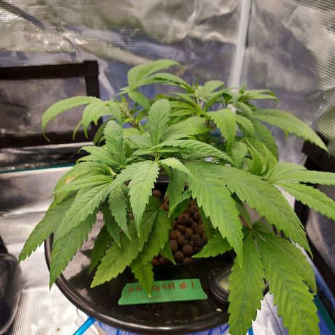 OG kush growlog timeline photo