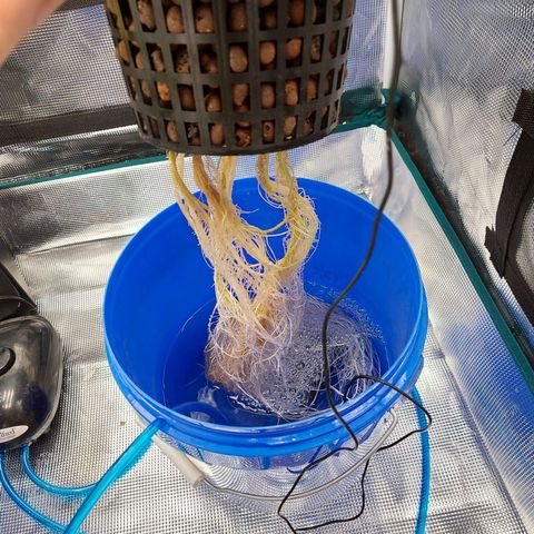OG kush growlog timeline photo