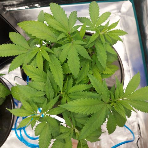 OG kush growlog timeline photo