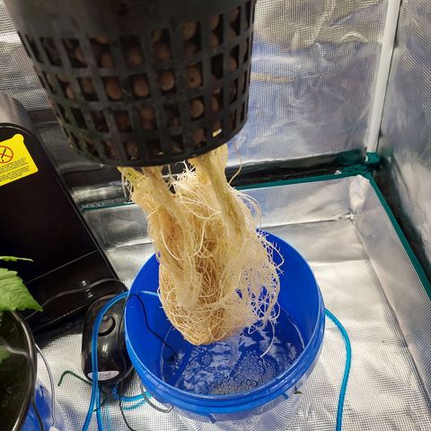 OG kush growlog timeline photo