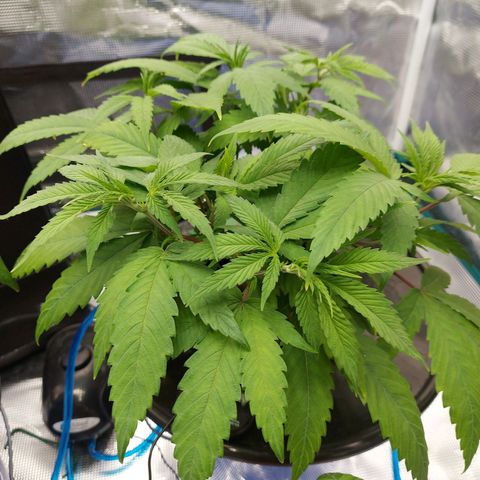 OG kush growlog timeline photo
