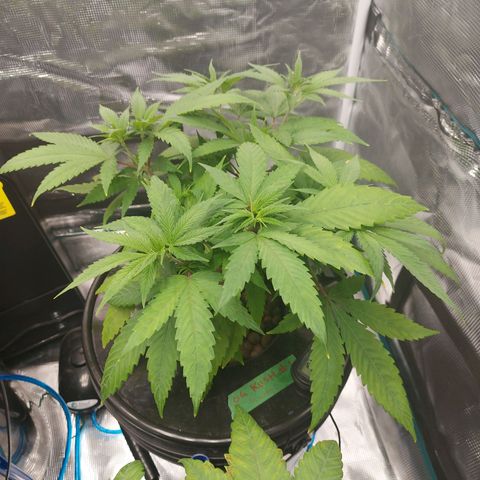 OG kush growlog timeline photo