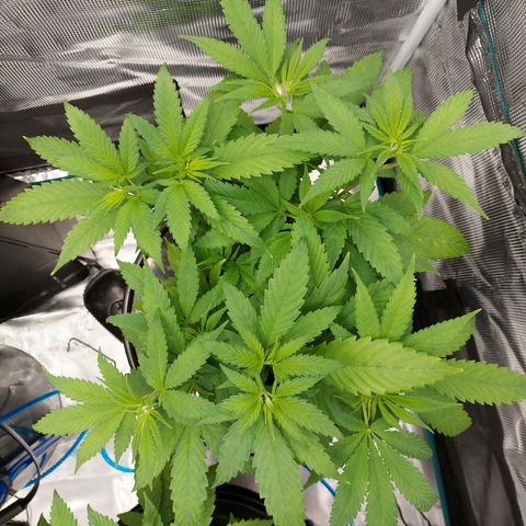 OG kush growlog timeline photo
