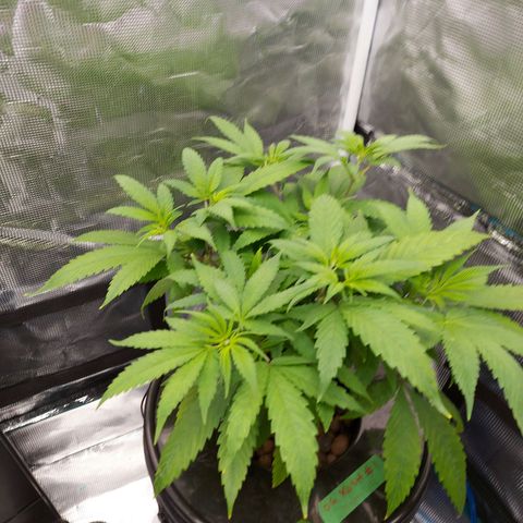 OG kush growlog timeline photo