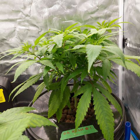 OG kush growlog timeline photo