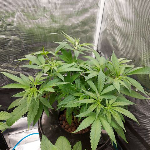OG kush growlog timeline photo