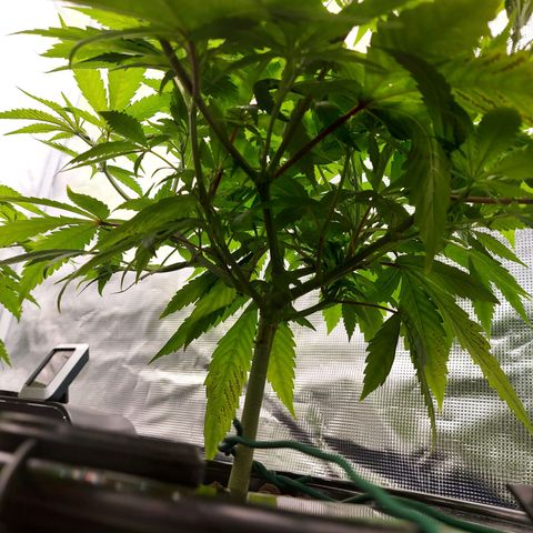 OG kush growlog timeline photo