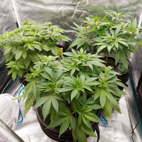 OG kush growlog timeline photo