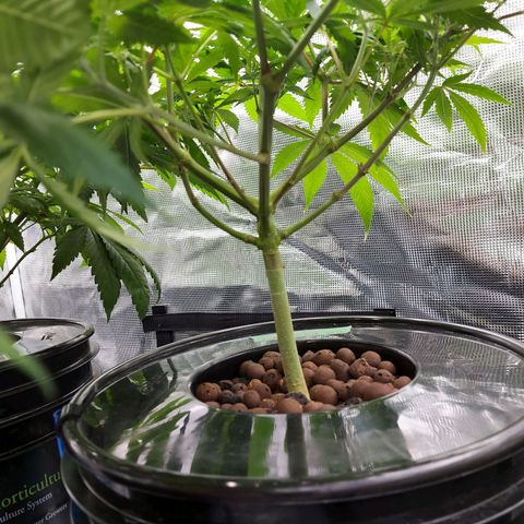 OG kush growlog timeline photo