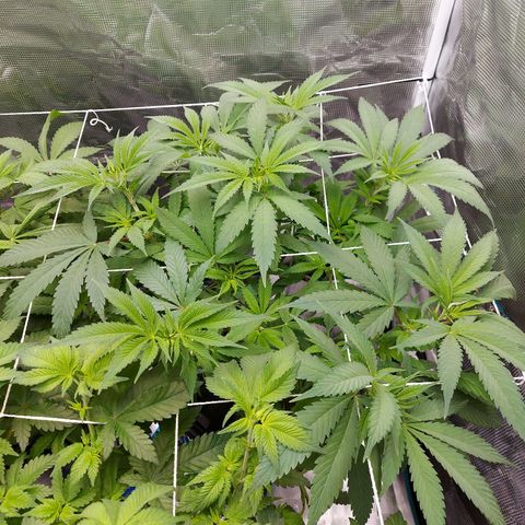 OG kush growlog timeline photo