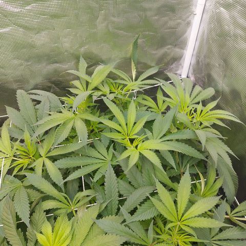 OG kush growlog timeline photo