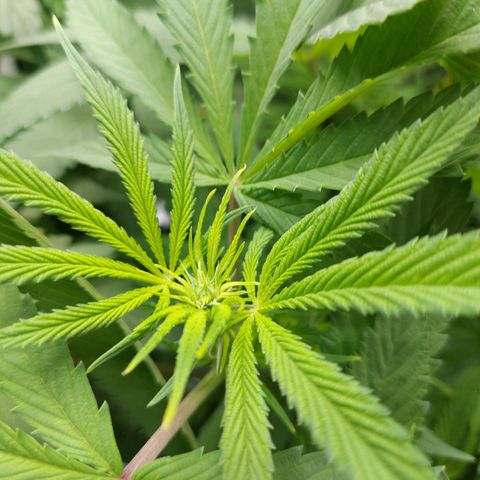 OG kush growlog timeline photo