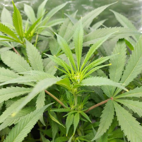 OG kush growlog timeline photo
