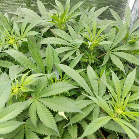 OG kush growlog timeline photo
