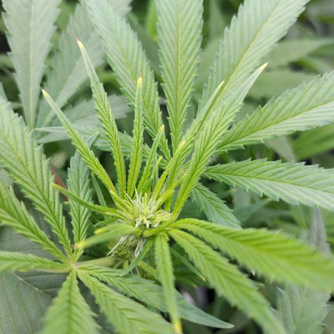 OG kush growlog timeline photo