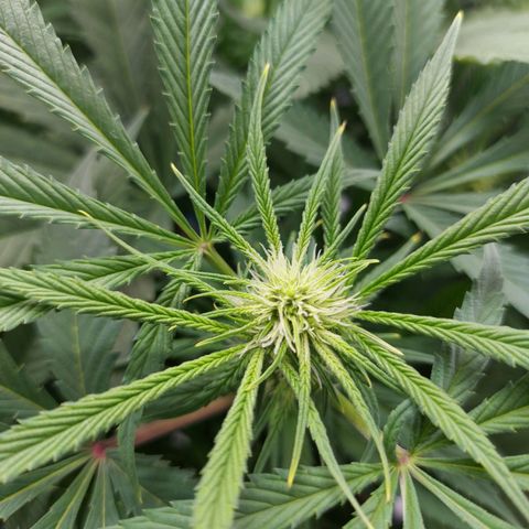 OG kush growlog timeline photo