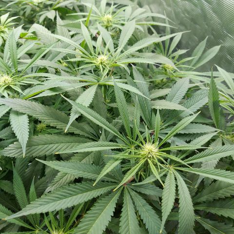 OG kush growlog timeline photo