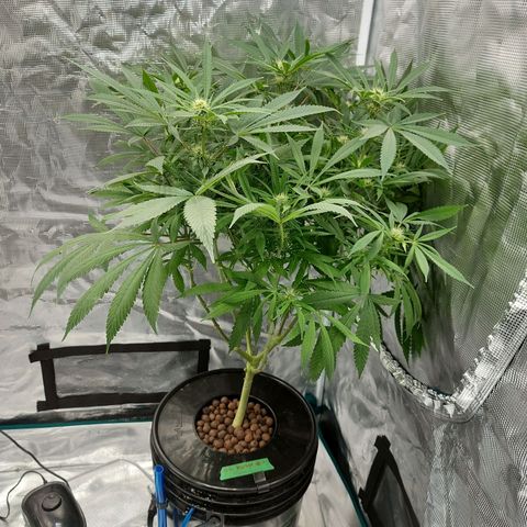 OG kush growlog timeline photo