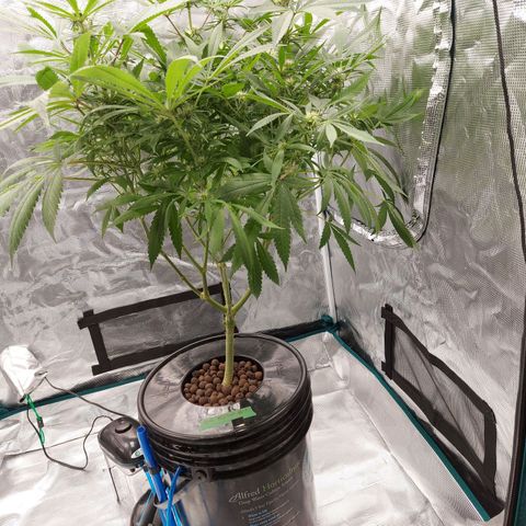 OG kush growlog timeline photo