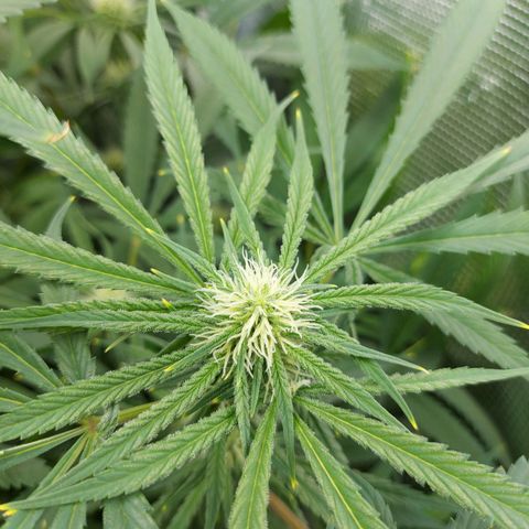 OG kush growlog timeline photo