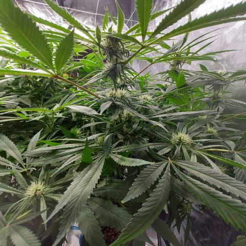 OG kush growlog timeline photo