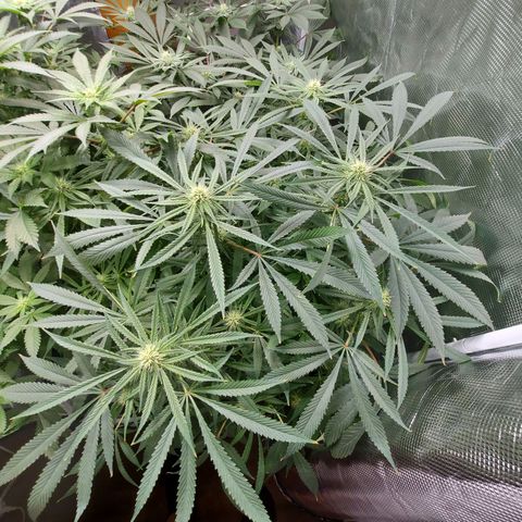 OG kush growlog timeline photo