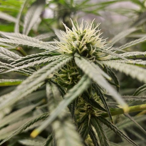 OG kush growlog timeline photo