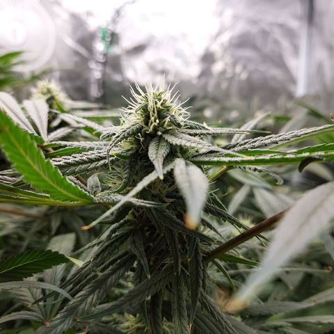 OG kush growlog timeline photo
