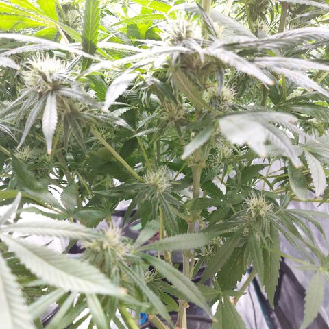 OG kush growlog timeline photo
