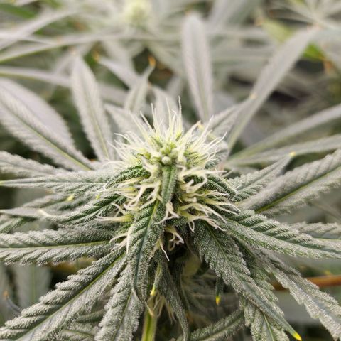 OG kush growlog timeline photo