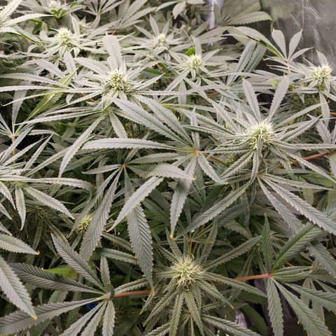 OG kush growlog timeline photo