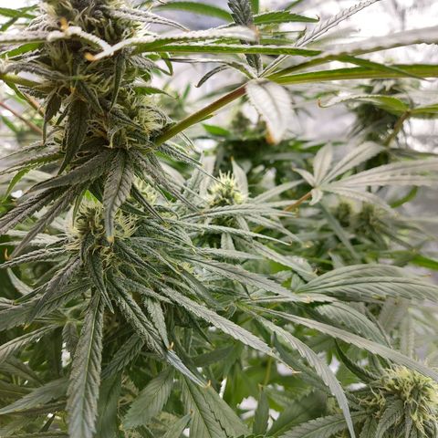 OG kush growlog timeline photo