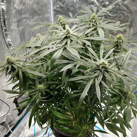 OG kush growlog timeline photo