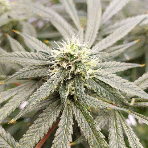 OG kush growlog timeline photo