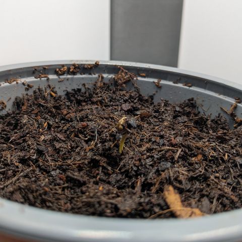 Tamsi growlog timeline photo