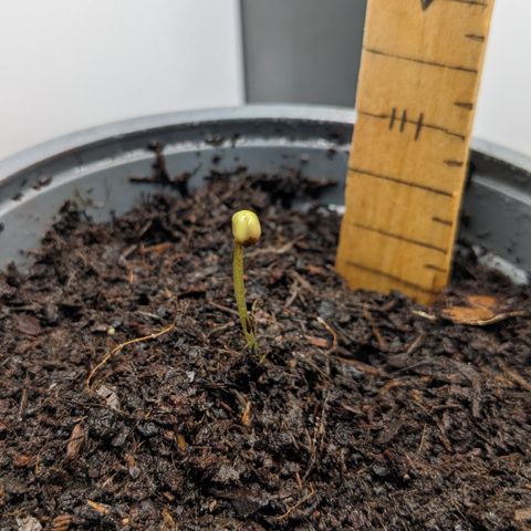 Tamsi growlog timeline photo