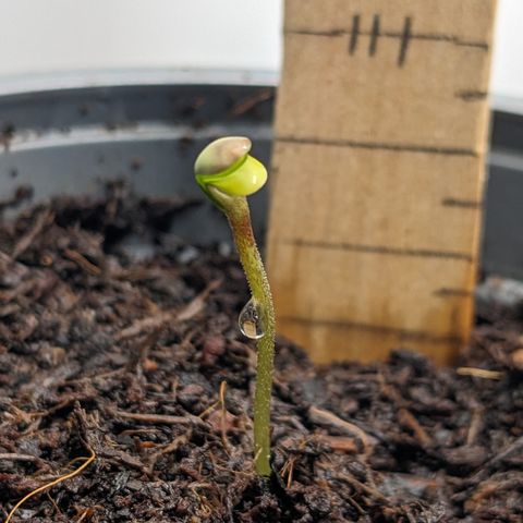 Tamsi growlog timeline photo