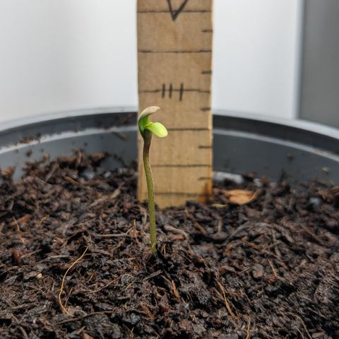 Tamsi growlog timeline photo