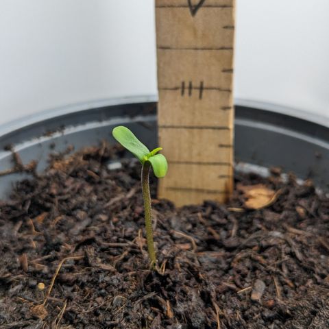 Tamsi growlog timeline photo
