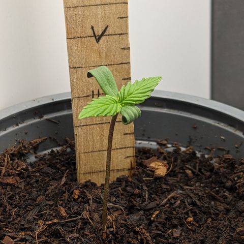 Tamsi growlog timeline photo