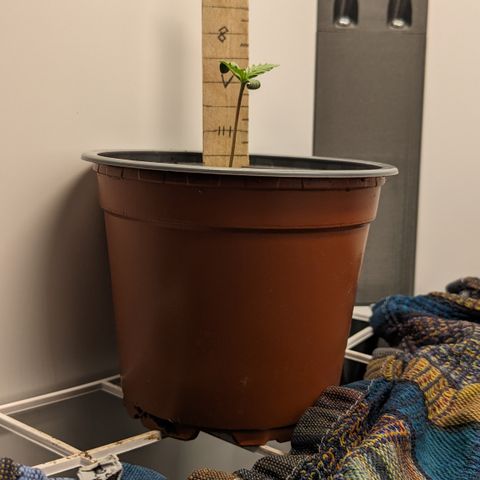 Tamsi growlog timeline photo