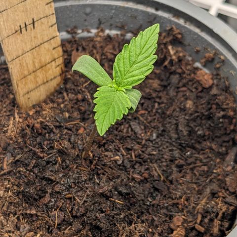 Tamsi growlog timeline photo
